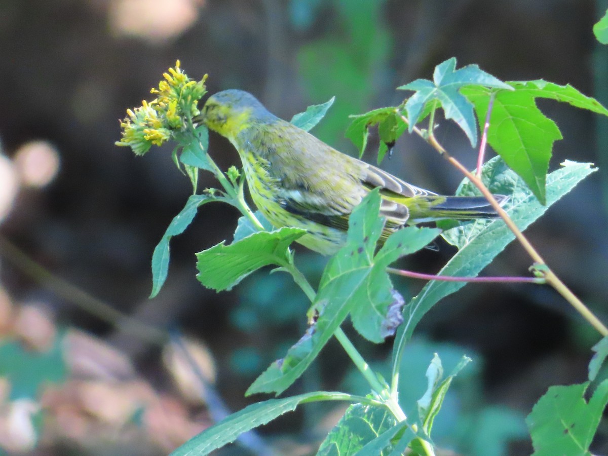 Cape May Warbler - ML624275722