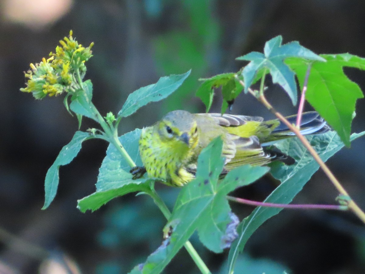 Cape May Warbler - ML624275729