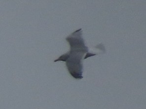 American Herring Gull - ML624275780