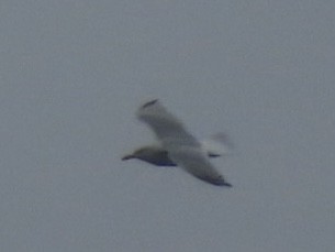 American Herring Gull - ML624275781