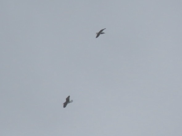 Lesser Black-backed Gull - ML624275789