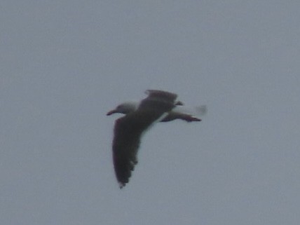 Lesser Black-backed Gull - ML624275790