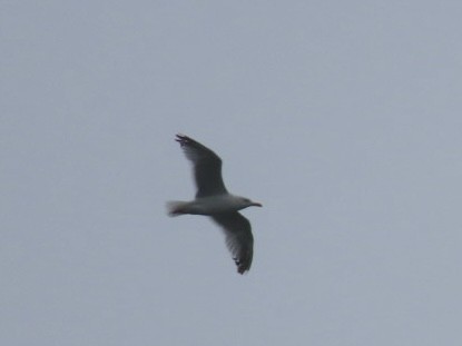 Lesser Black-backed Gull - ML624275791