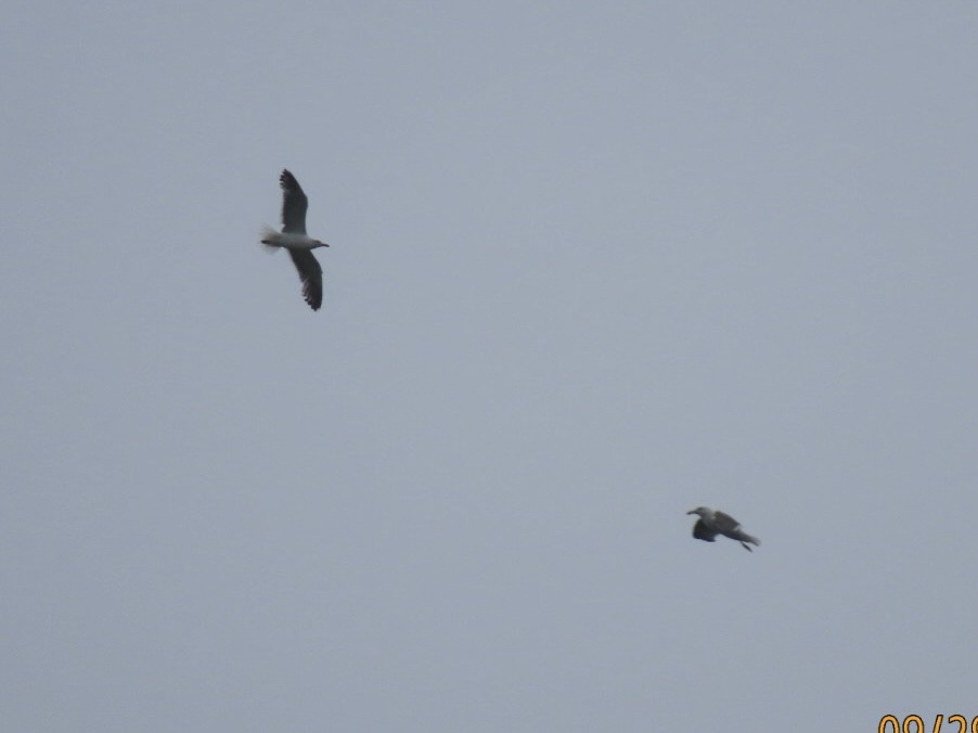 Lesser Black-backed Gull - ML624275792