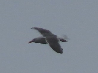 Lesser Black-backed Gull - ML624275793