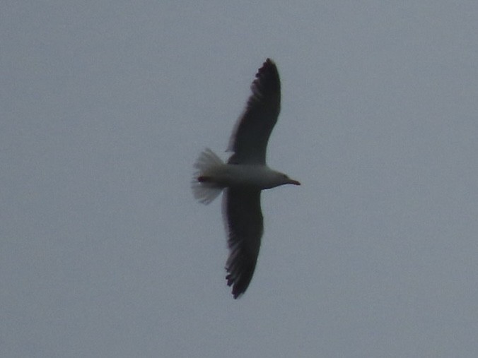 Lesser Black-backed Gull - ML624275794