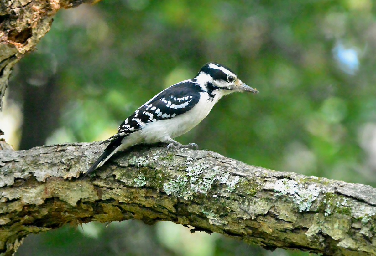 Hairy Woodpecker - ML624275812