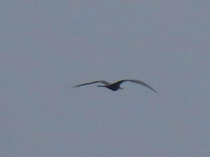 Magnificent Frigatebird - ML624275816