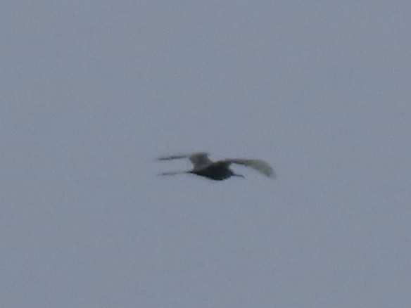 Magnificent Frigatebird - ML624275817