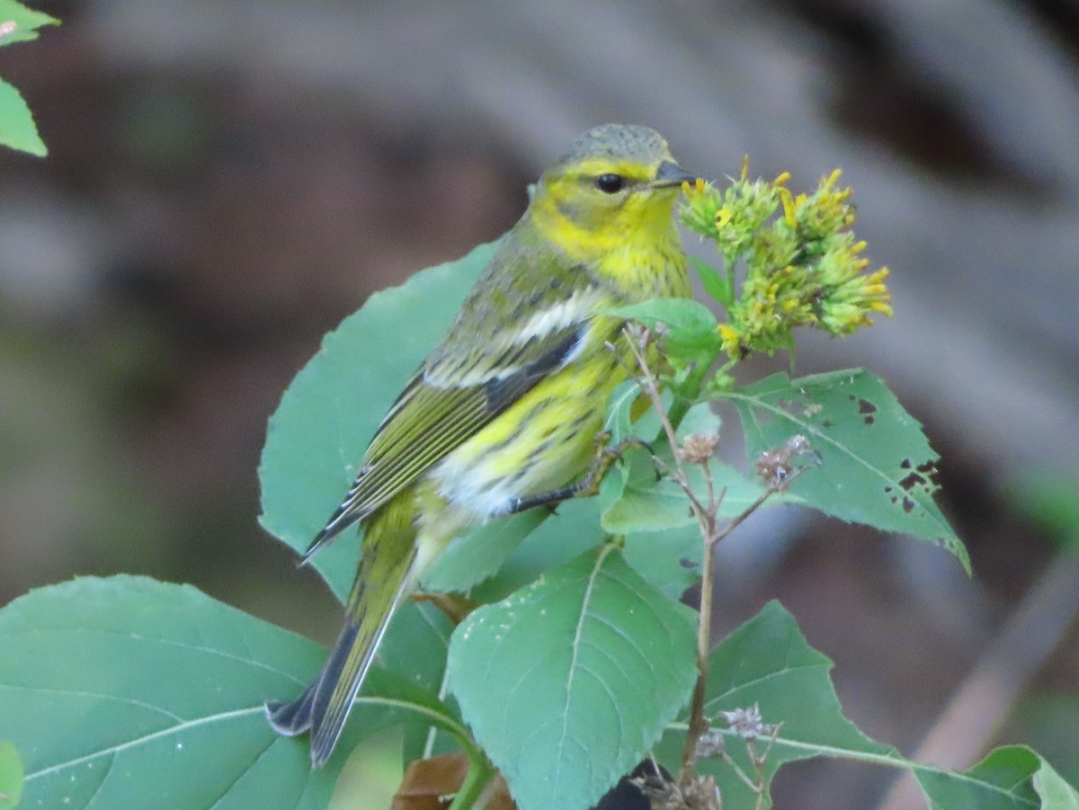 Cape May Warbler - ML624275827