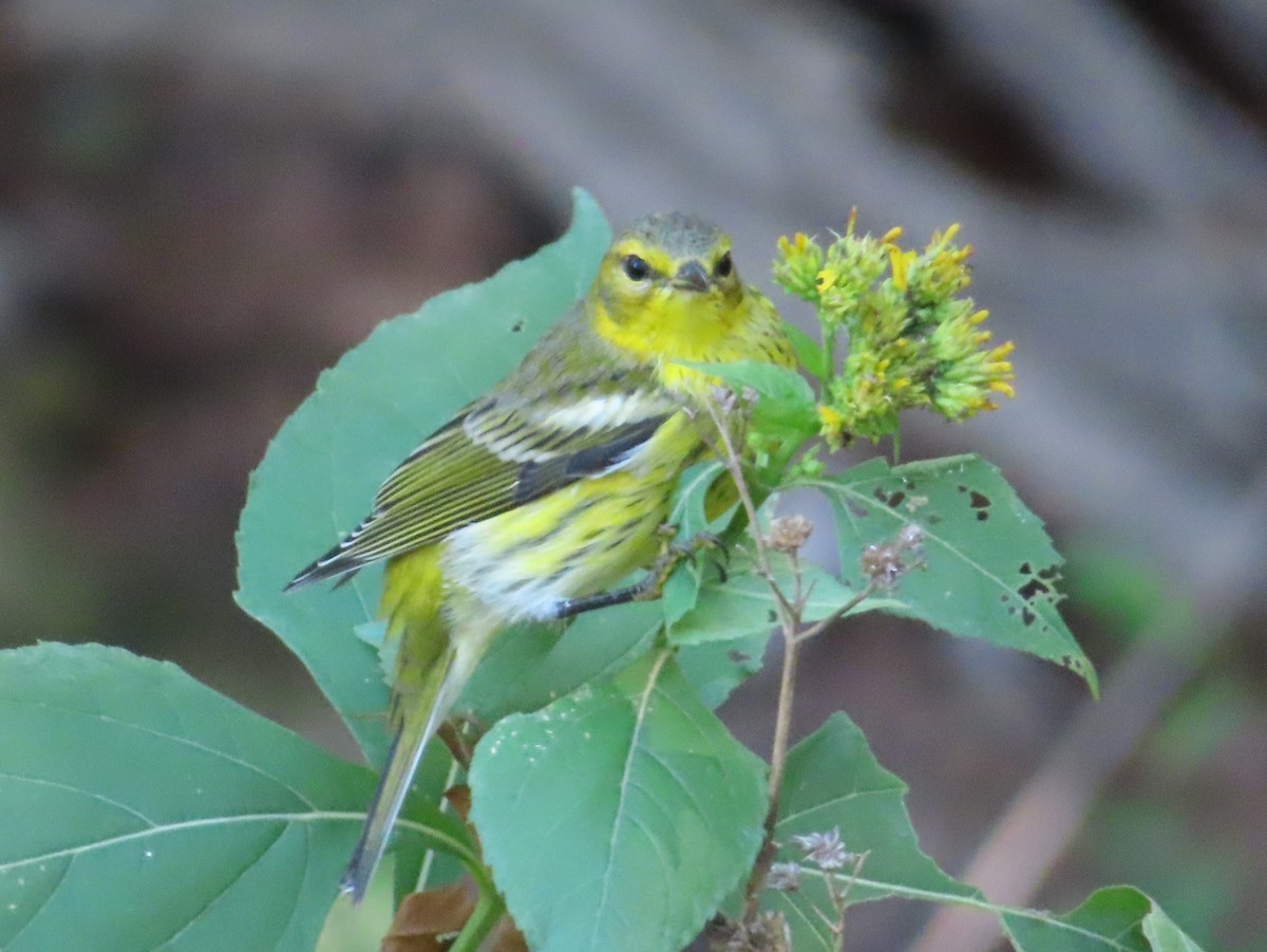 Cape May Warbler - ML624275832