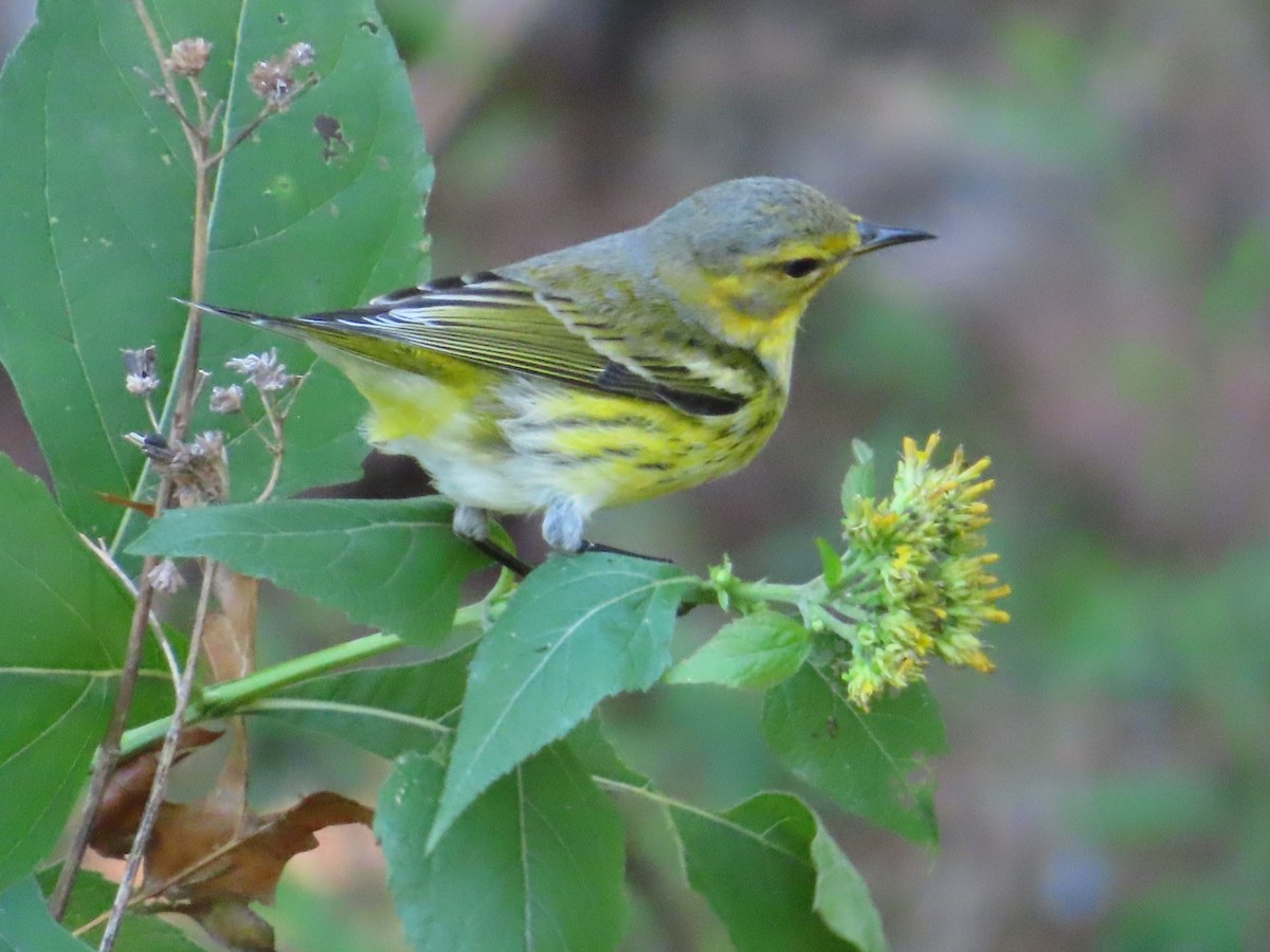 Cape May Warbler - ML624275835