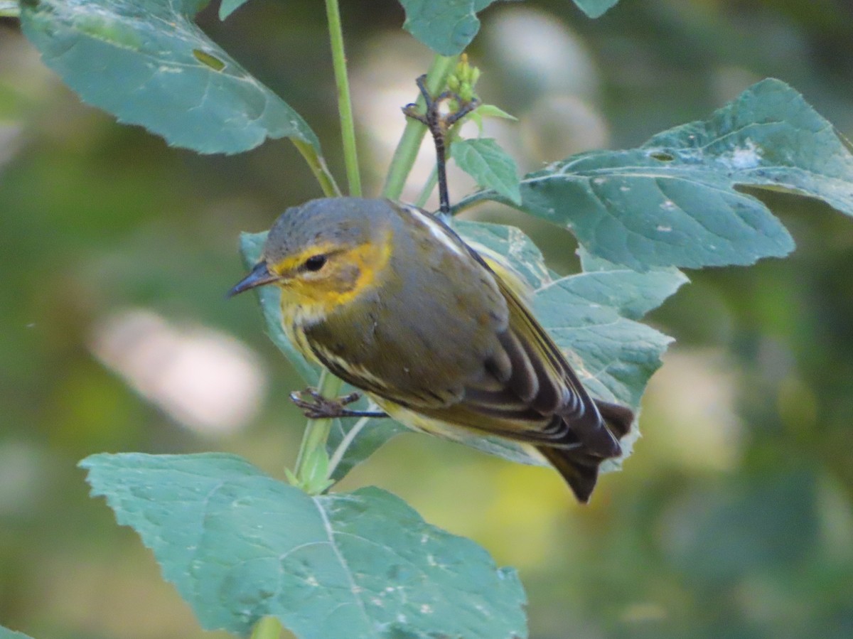 Cape May Warbler - ML624275840