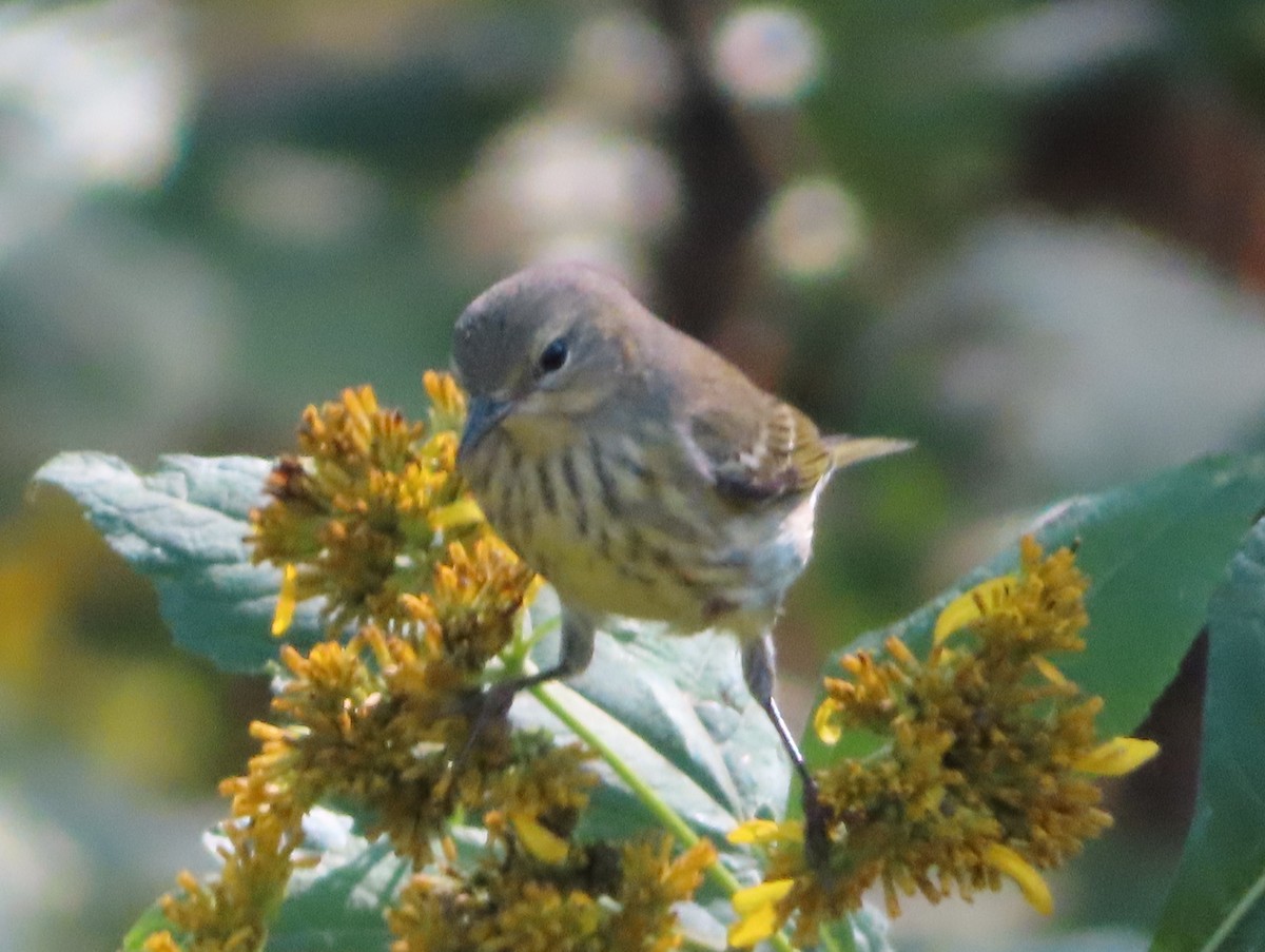 Cape May Warbler - ML624275855