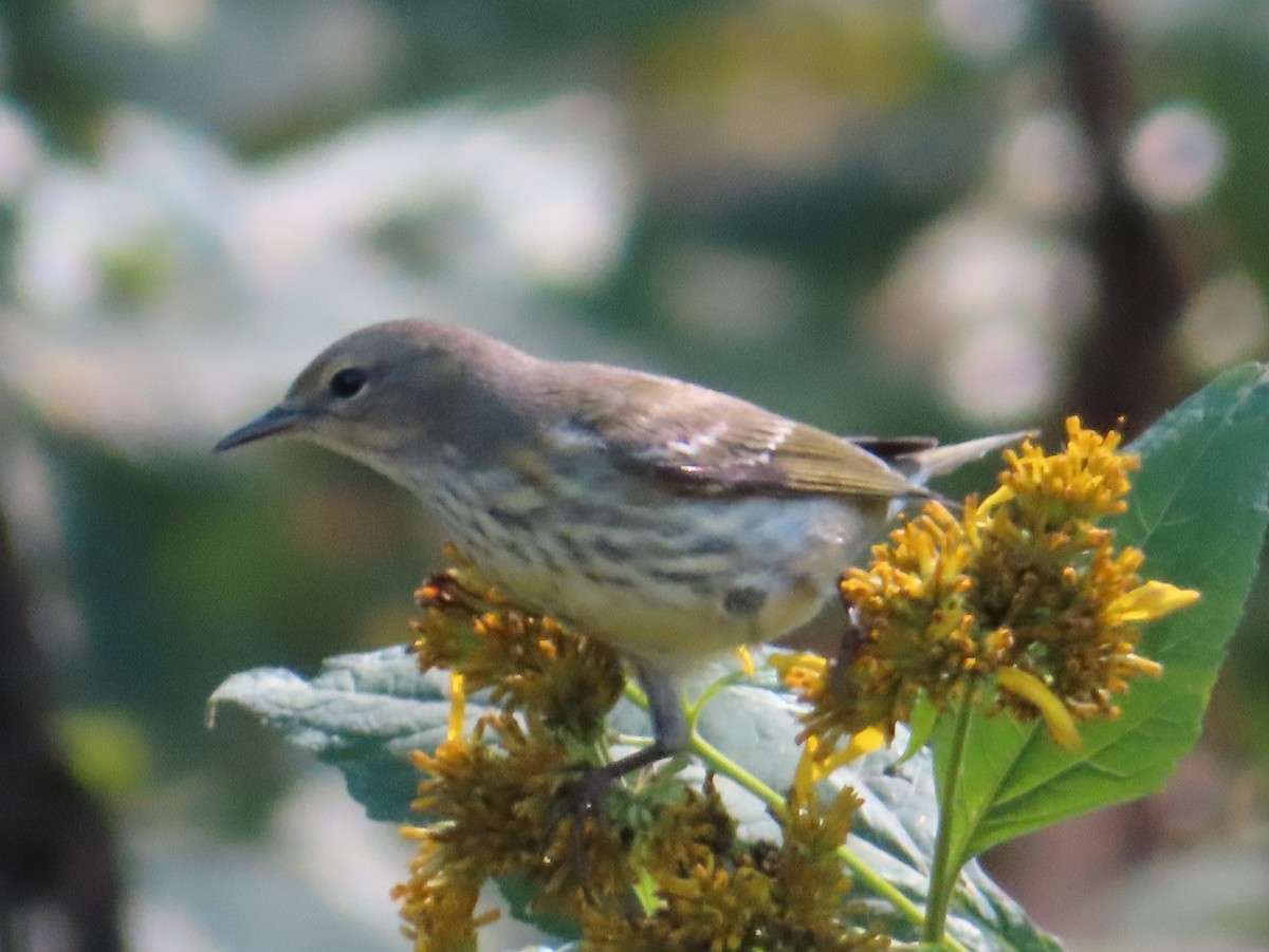 Cape May Warbler - ML624275856