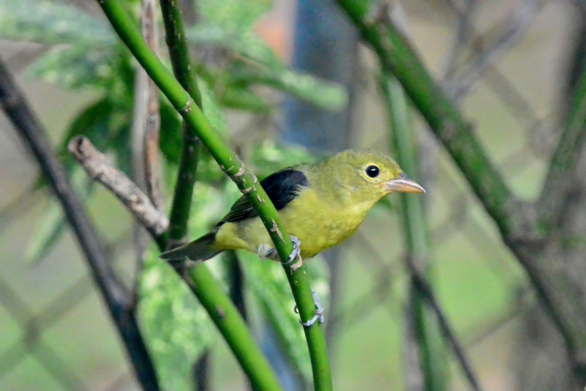 アカフウキンチョウ - ML624275900