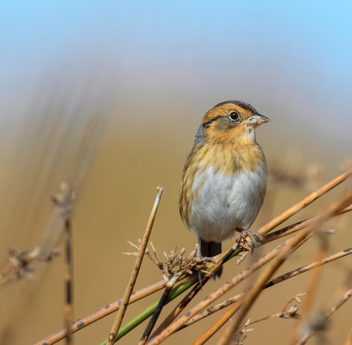 Nelson's Sparrow - Nicole Kaufmann