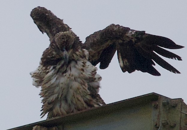 Bald Eagle - Douglas Baird