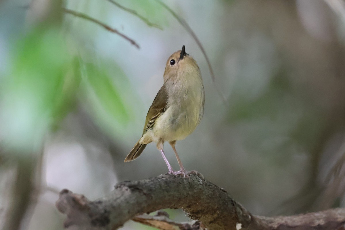 Large-billed Scrubwren - ML624275945