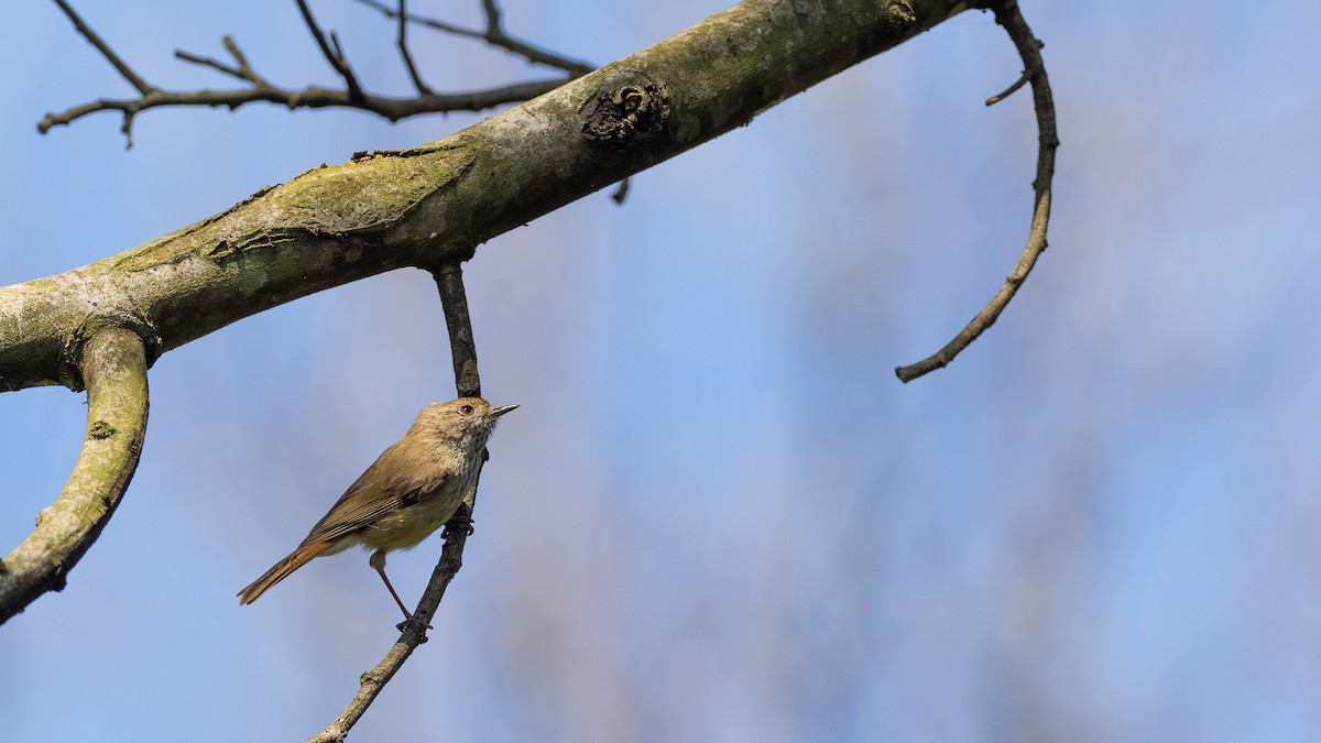 Brown Thornbill - Jeremy Daalder