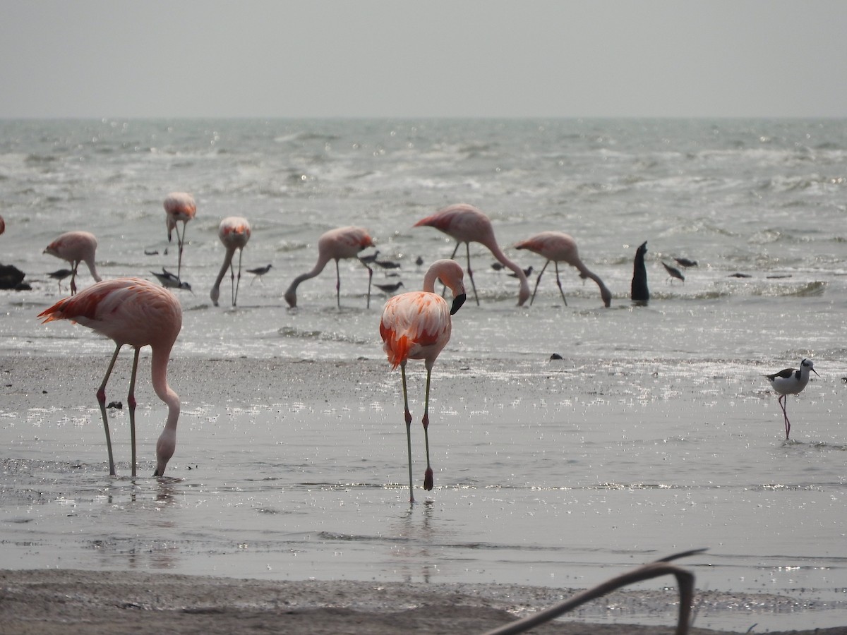 Chilean Flamingo - ML624276065