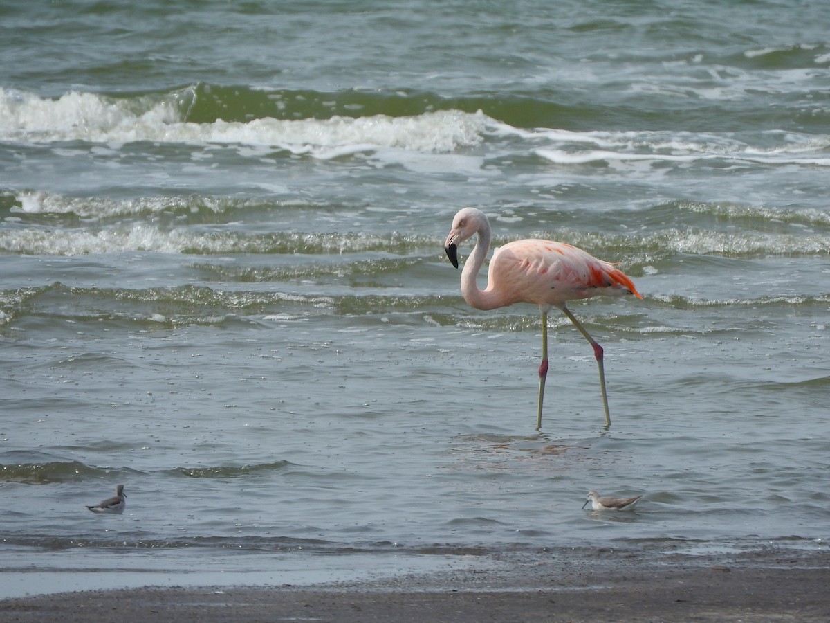 Chilean Flamingo - ML624276066