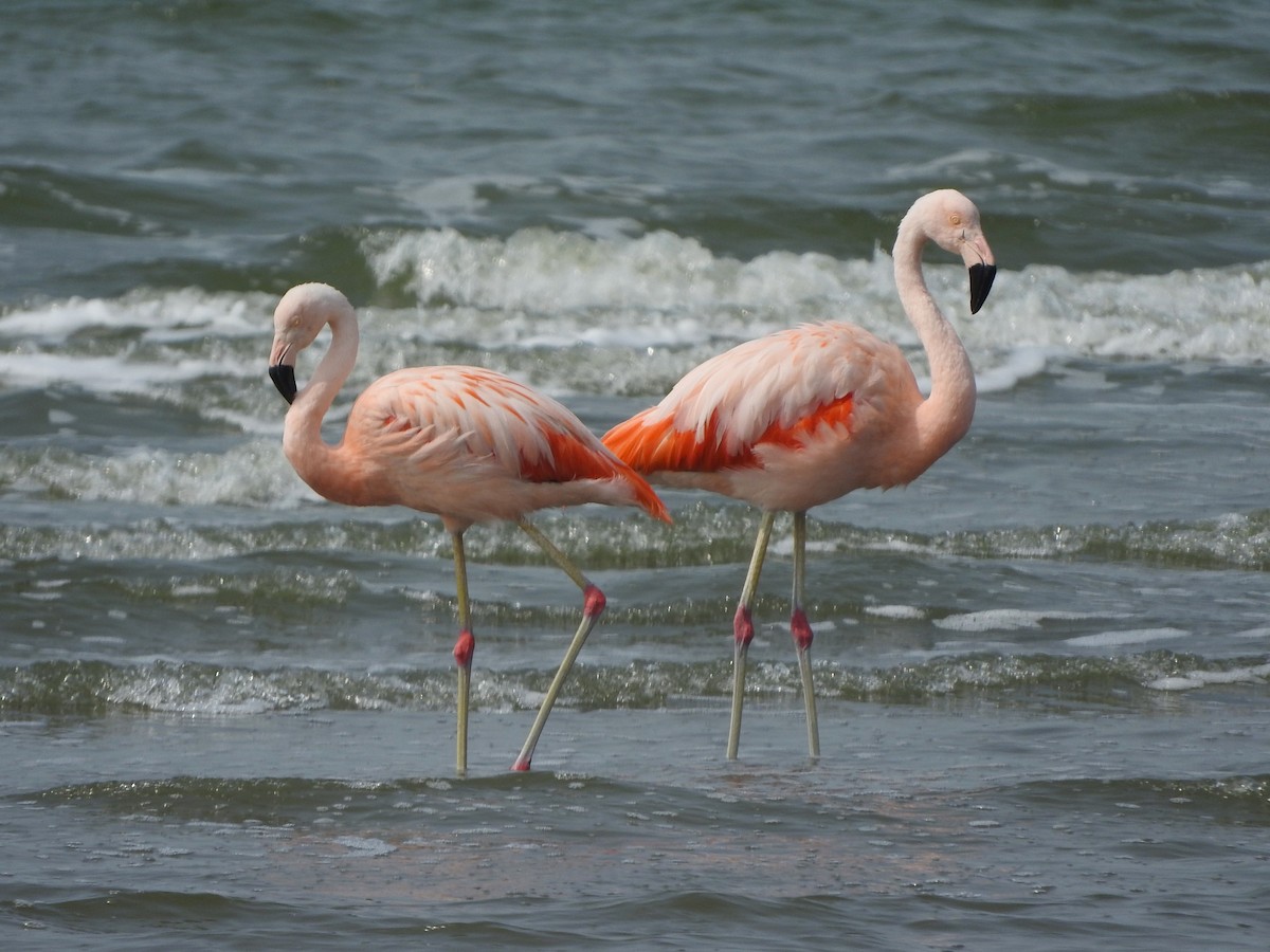Chilean Flamingo - ML624276067