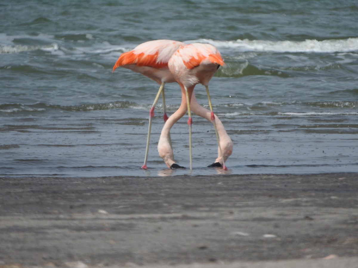 Chilean Flamingo - ML624276069