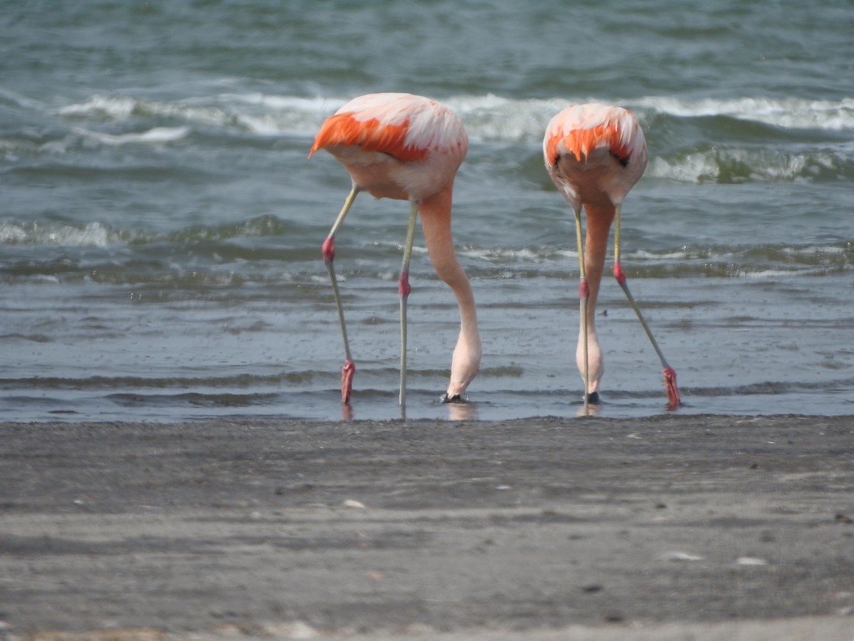 Chilean Flamingo - ML624276073