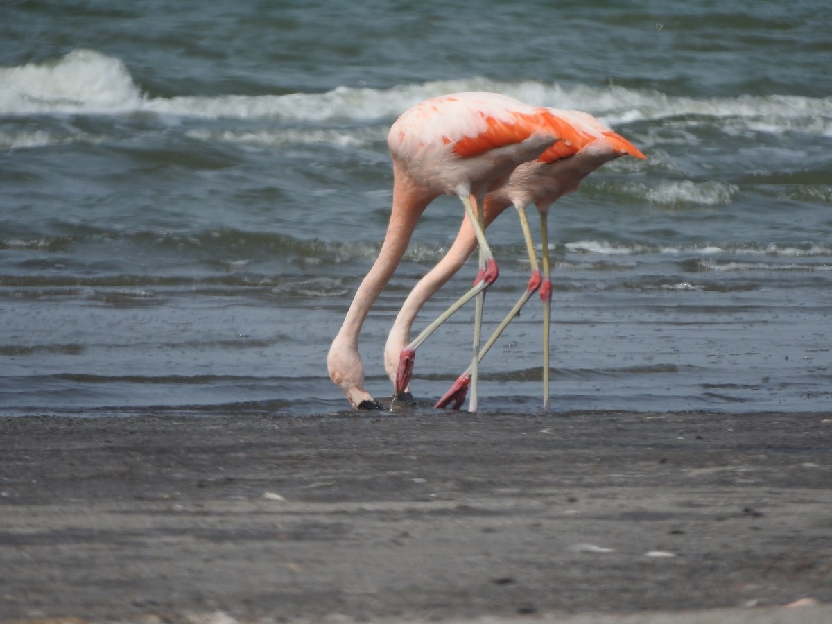 Chilean Flamingo - ML624276074