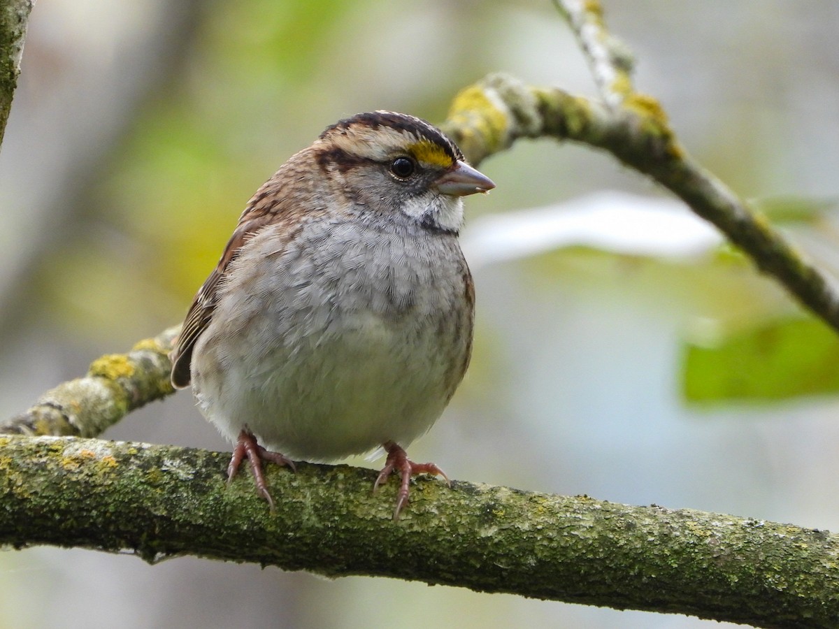 White-throated Sparrow - ML624276108