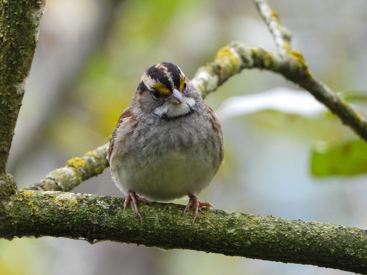 White-throated Sparrow - ML624276136