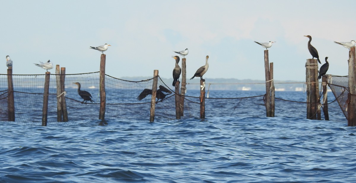 Royal Tern - ML624276274