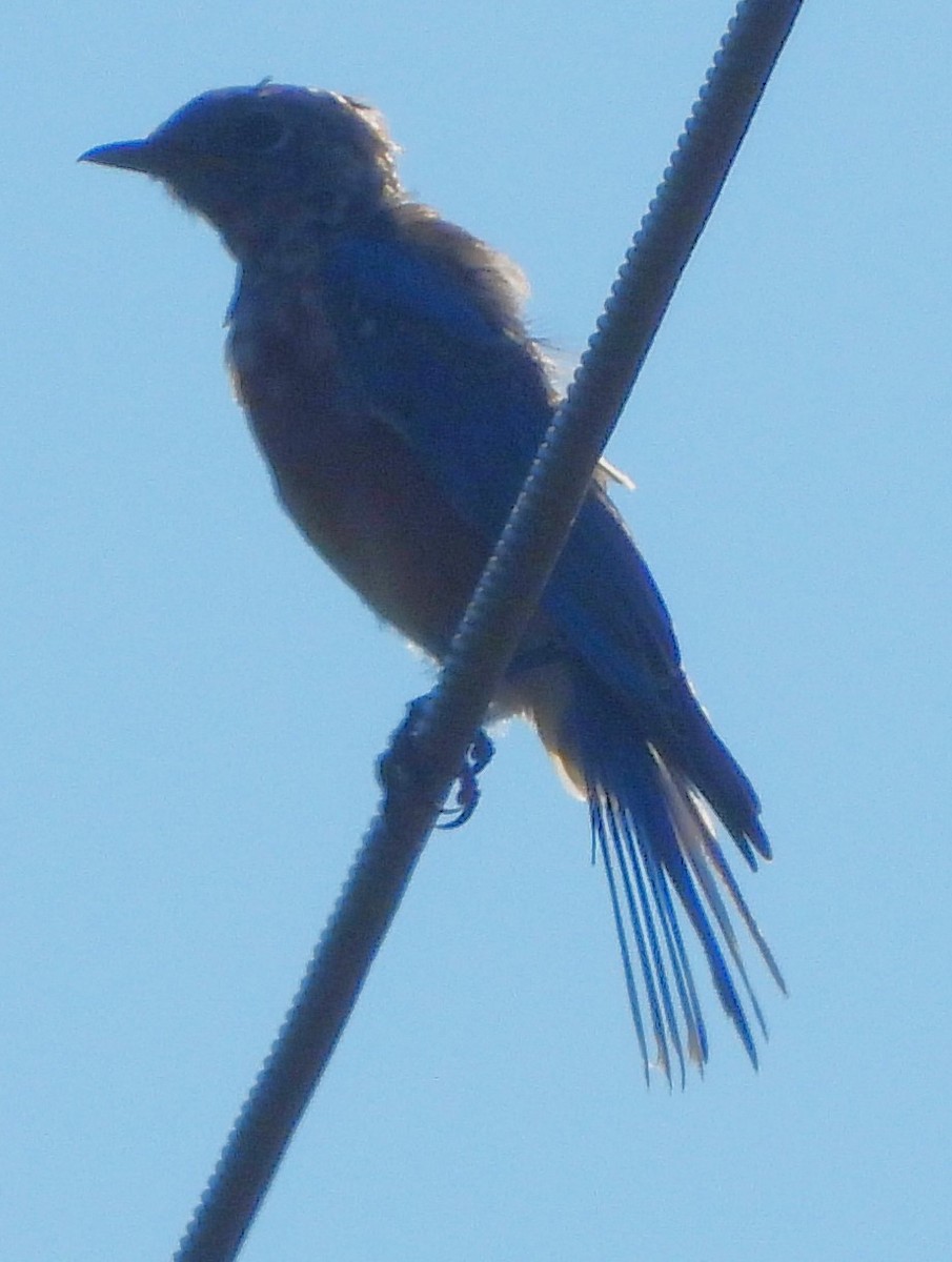 Eastern Bluebird - ML624276378