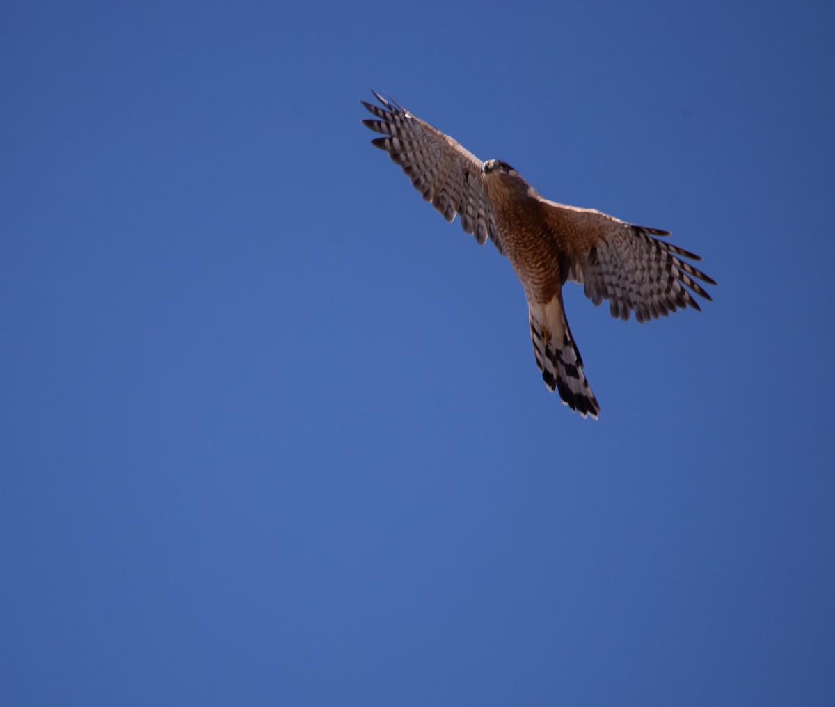 Sharp-shinned Hawk - Betsy Mooney