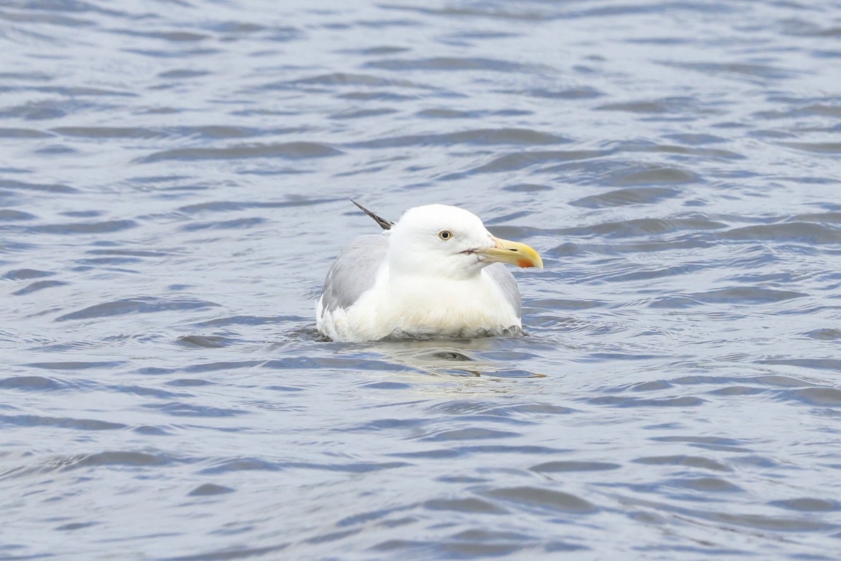 Goéland hudsonien - ML624276550