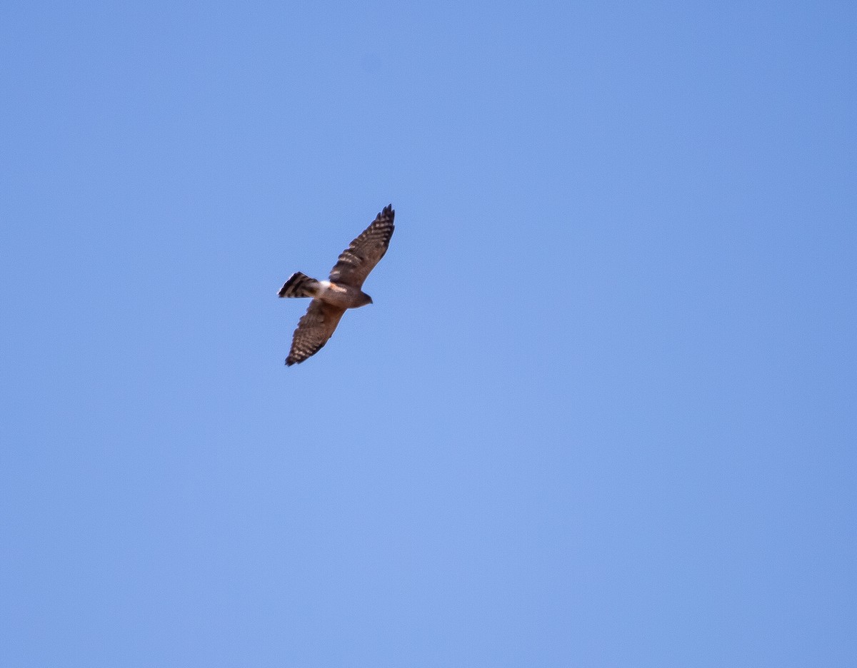 Sharp-shinned Hawk - ML624276562