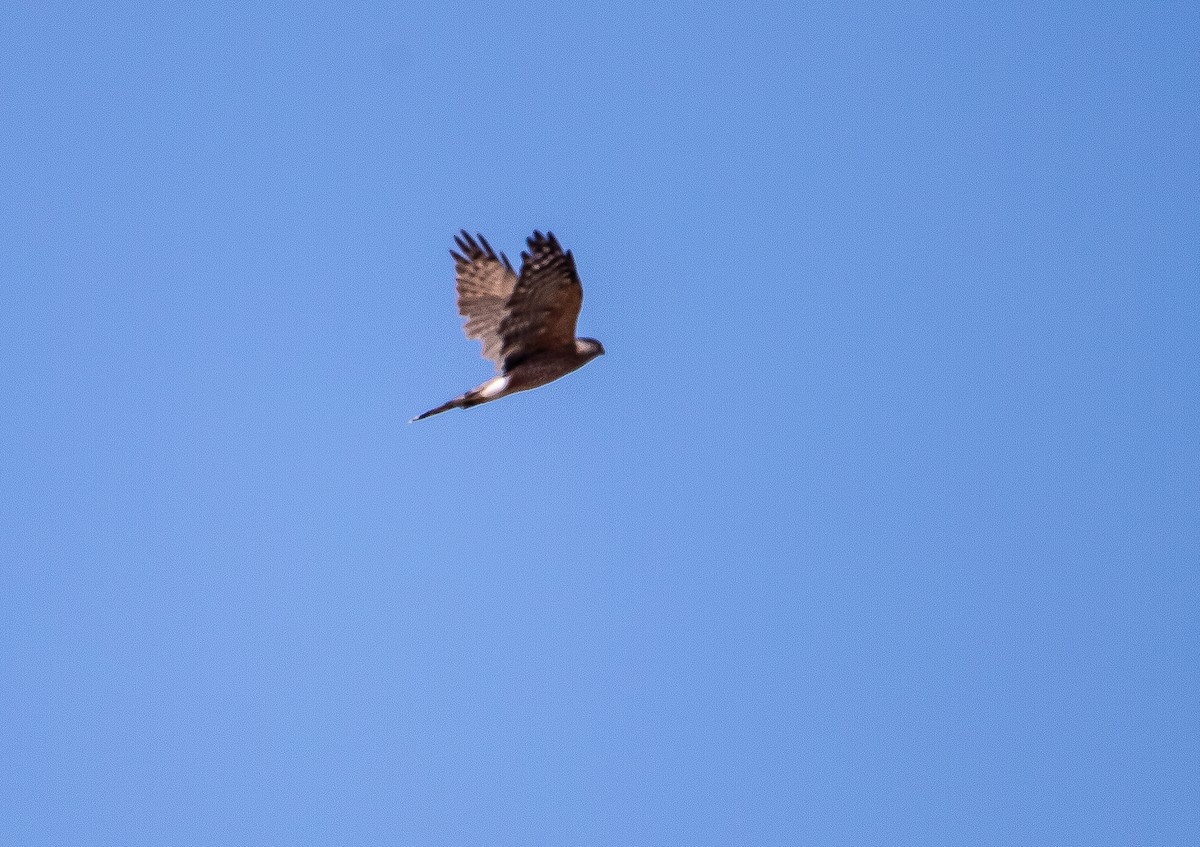 Sharp-shinned Hawk - ML624276563