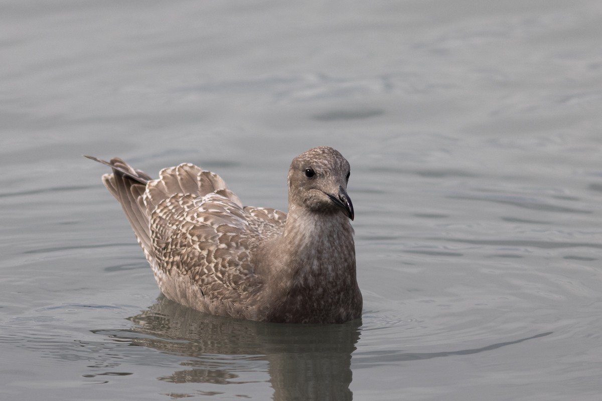 American Herring x Glaucous-winged Gull (hybrid) - ML624276708