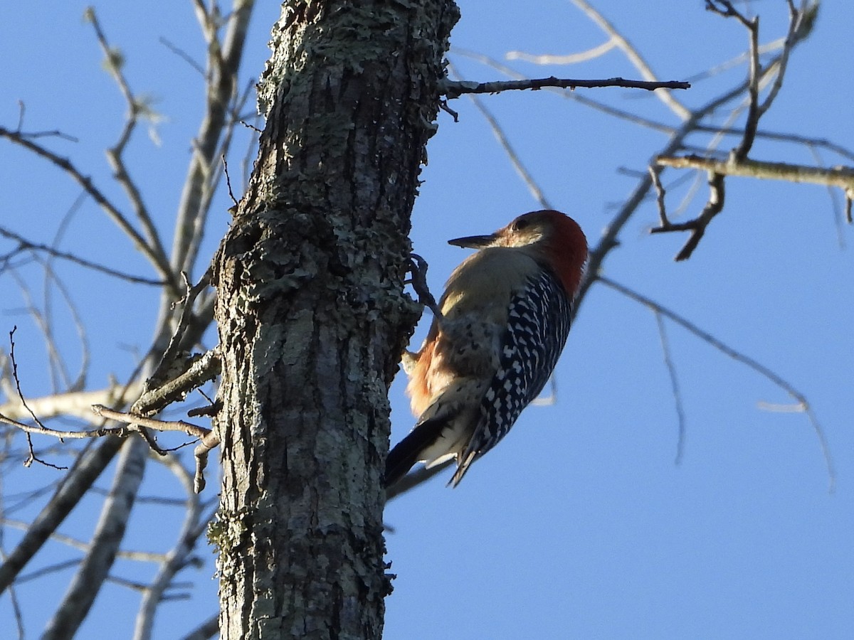 Red-bellied Woodpecker - ML624276719