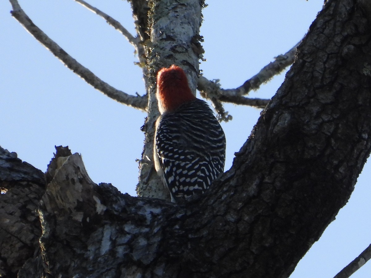 Red-bellied Woodpecker - ML624276720
