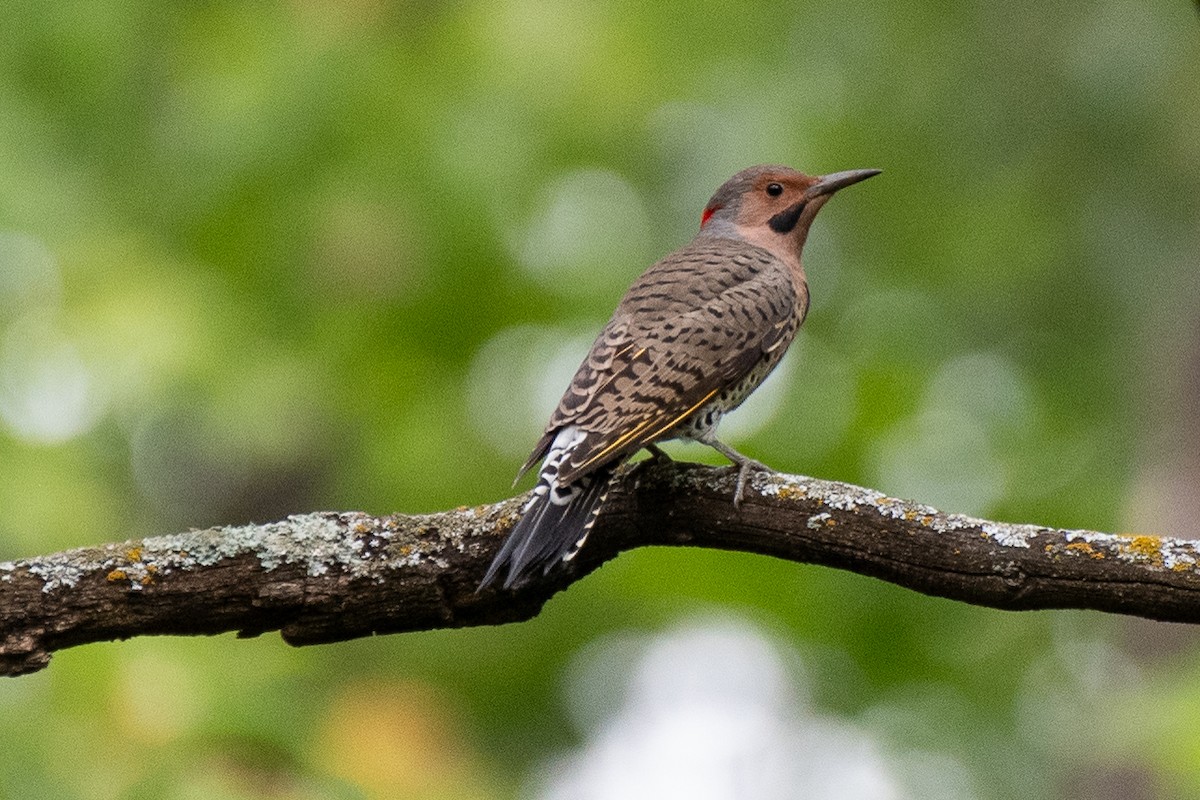 ハシボソキツツキ（auratus／luteus） - ML624276723