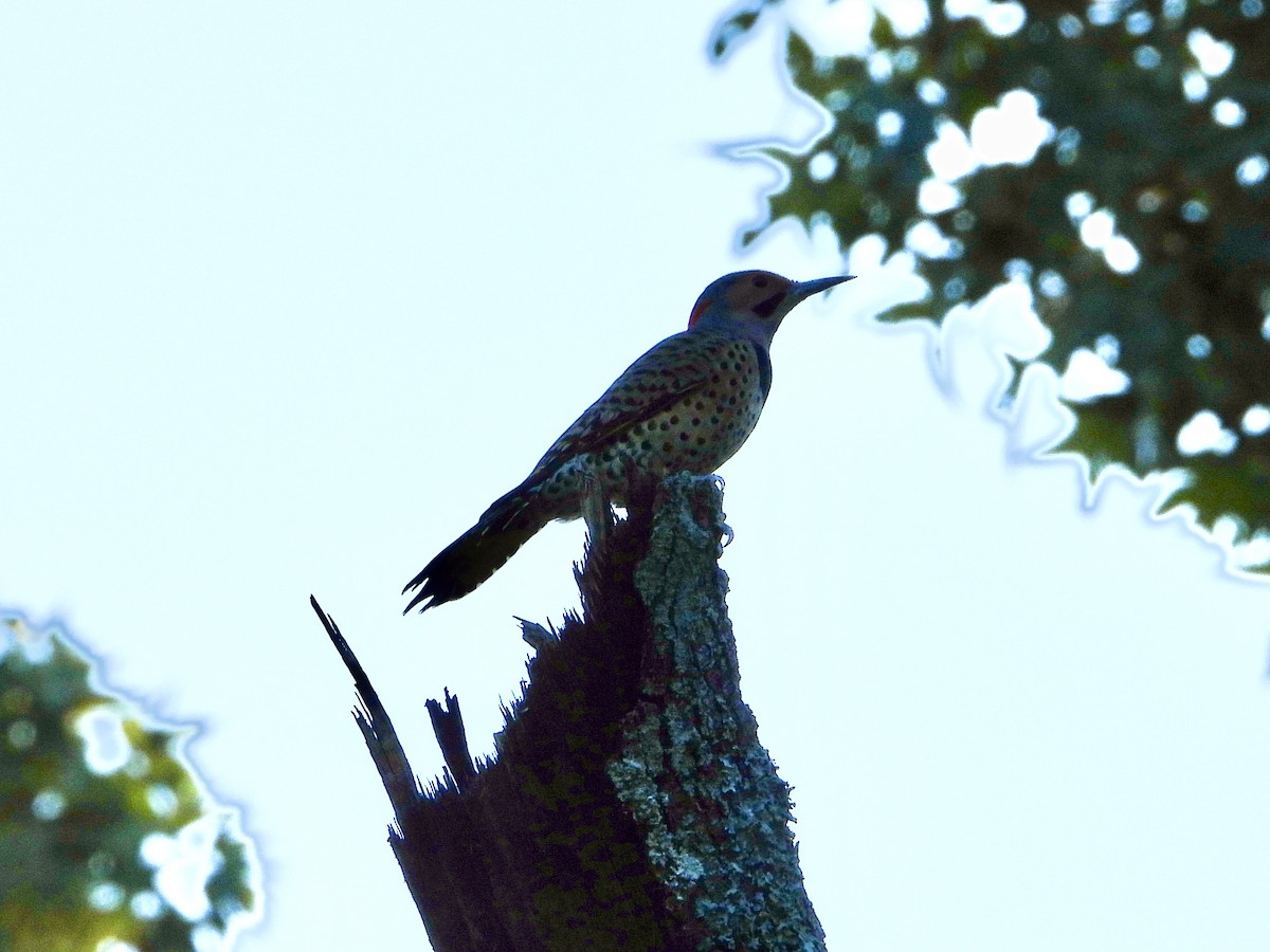 Northern Flicker - ML624276737
