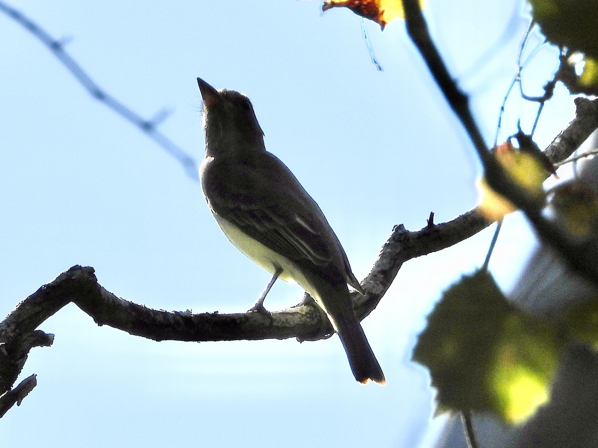 Great Crested Flycatcher - ML624276748