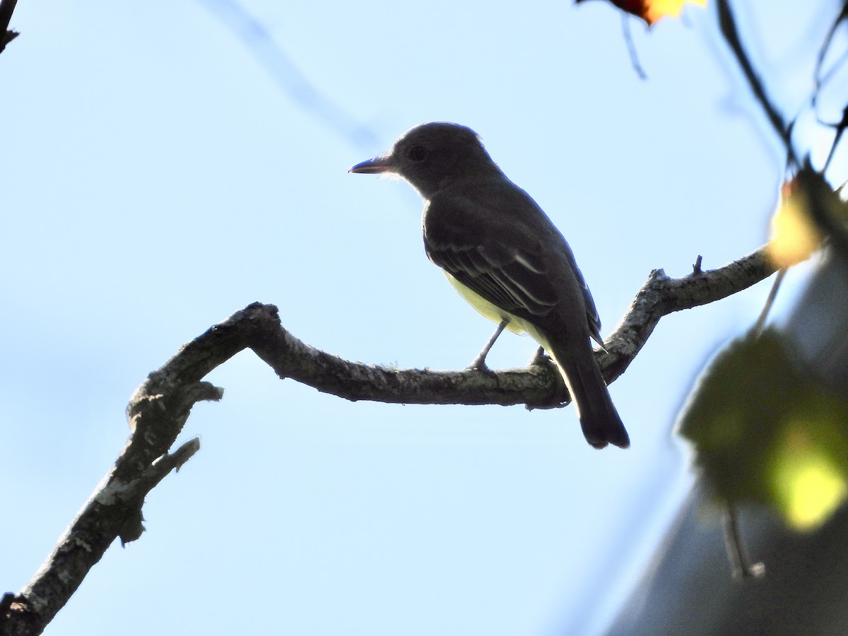 Great Crested Flycatcher - ML624276749
