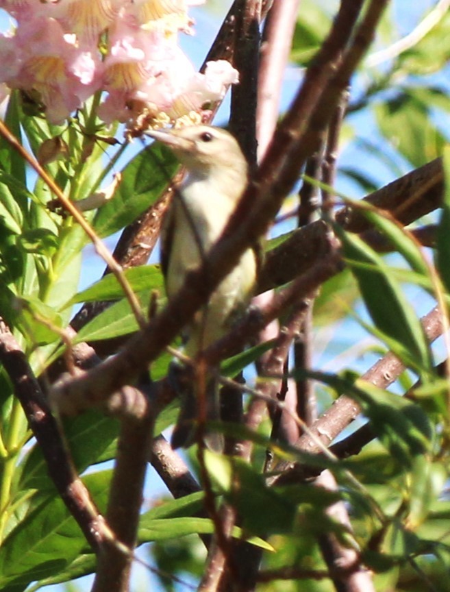 Vireo sp. - ML624276763