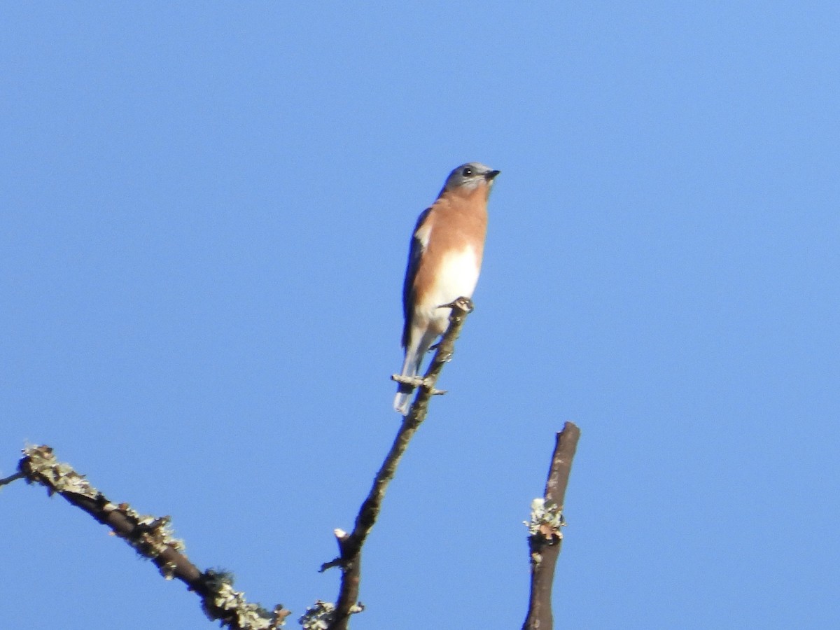 Eastern Bluebird - ML624276776