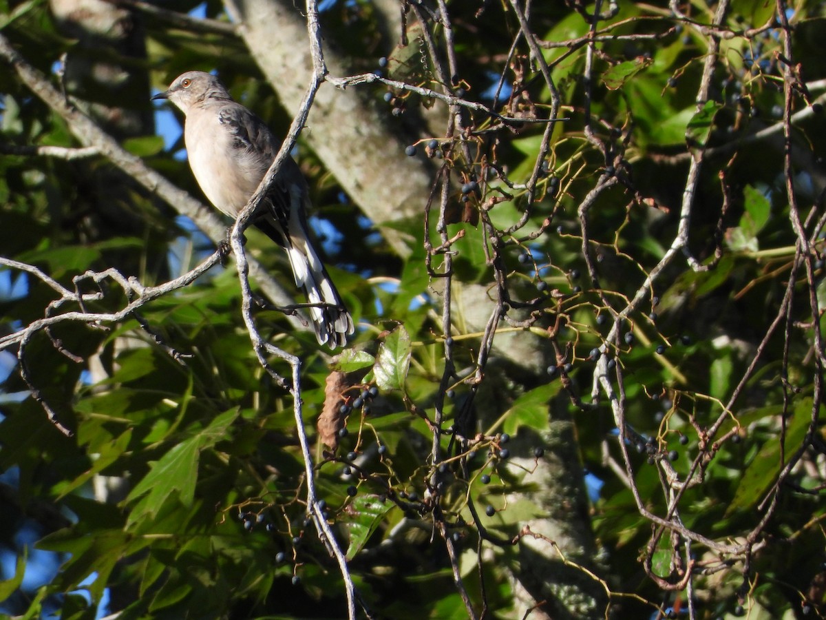 Northern Mockingbird - ML624276819