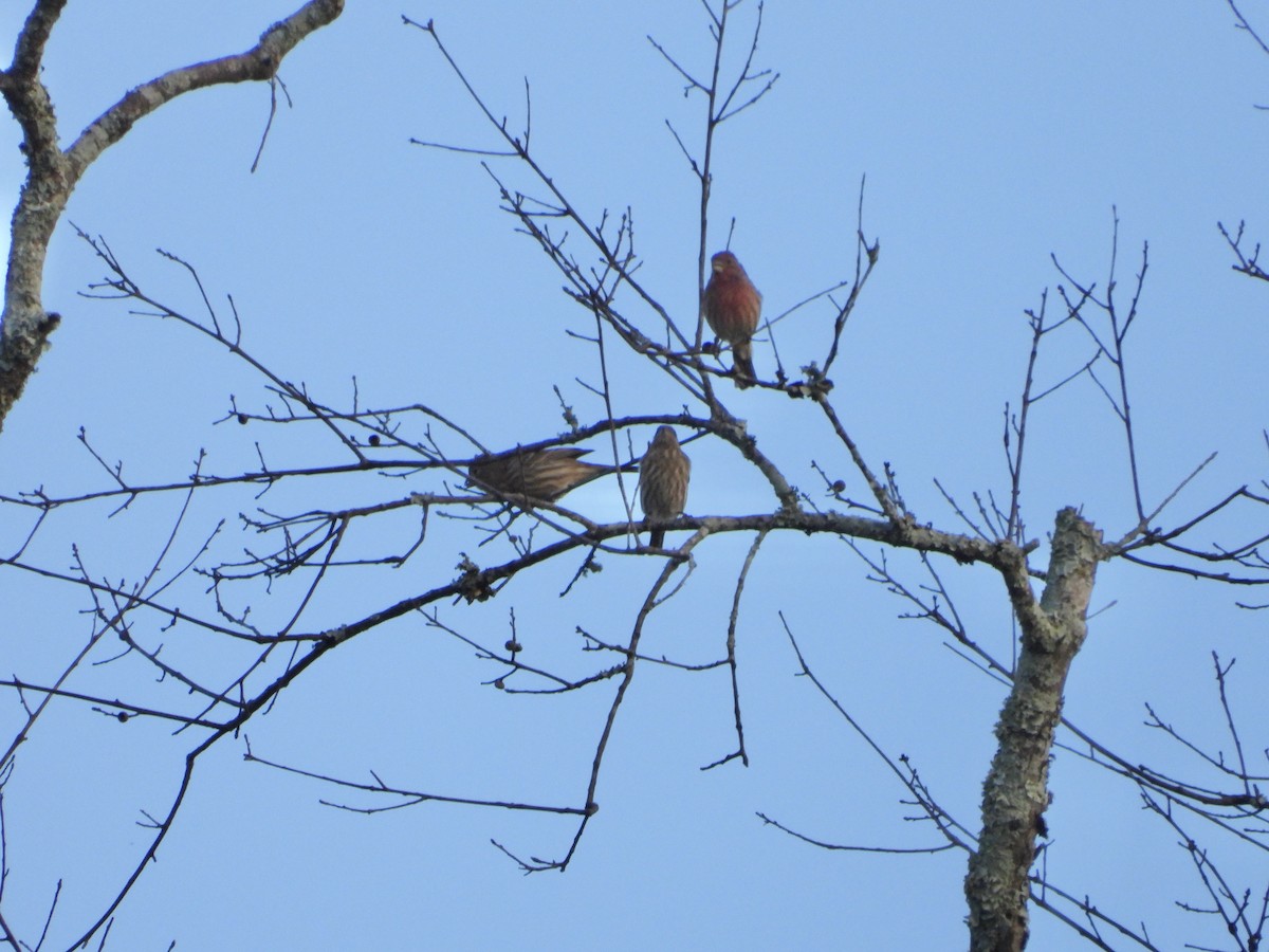 House Finch - ML624276840