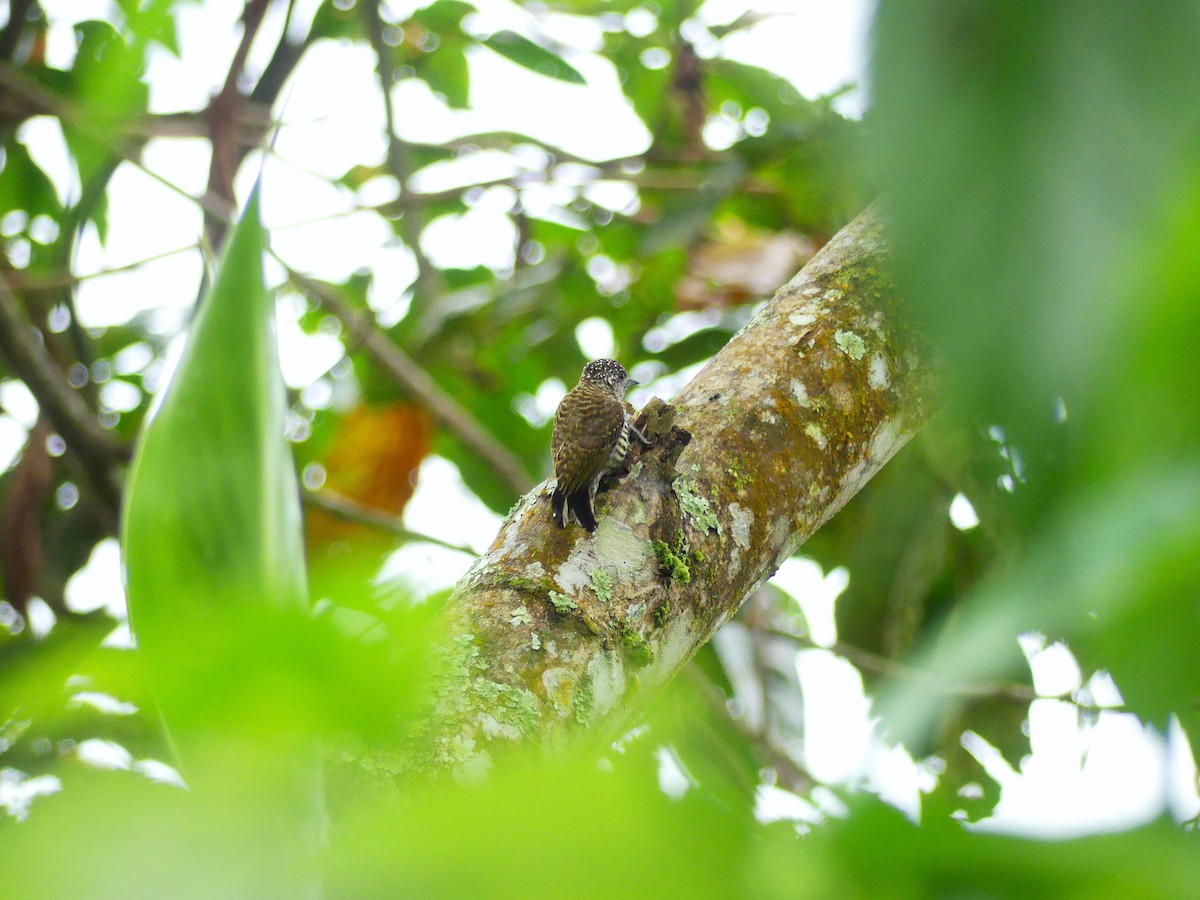 Lafresnaye's Piculet - ML624276882